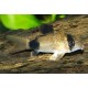 Corydora panda - corydoras panda - Pantsermeerval Maat M